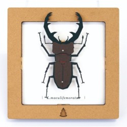 BC00208 SQAR Brown Lucanus Beetle